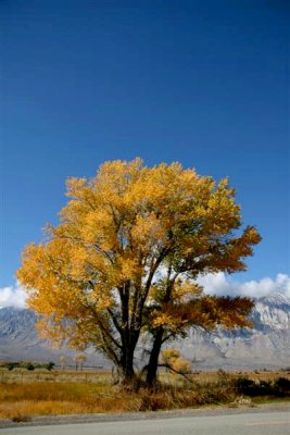 Blazing color on this big old cottonwood !!!