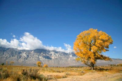 What a great photogenic tree with cattle field and mtn's for back drop !!!