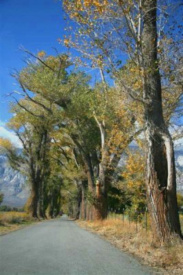 Tall cottonwooods make for a great view down this lane !!!