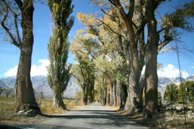 Nice drive and look of old cottonwoods on this road !!!