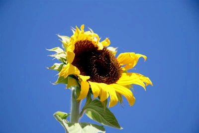 Sun flower you are my favorite, as I had you on my logo !!!