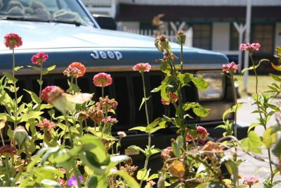 Zinnia in front of our motel room !!!