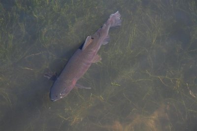 How many pounds do you think this trout is ???