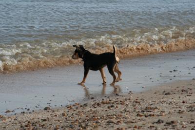 Bailey sees the Sea