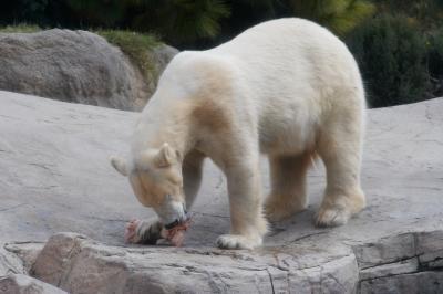 Feeding time for the Polar Bears