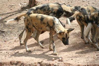 African Wild Dogs