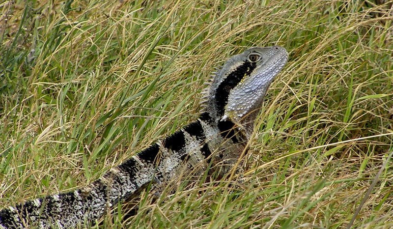 What sort of lizard is this?
