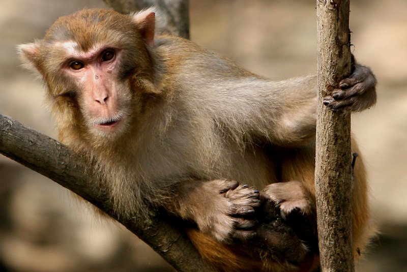 Wudangshan monkey