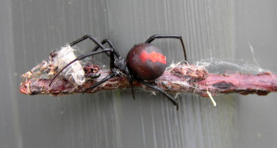 Redback