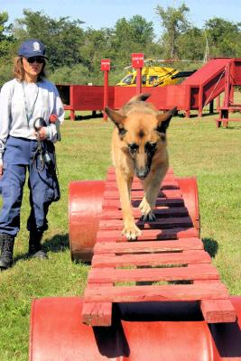 Agility Training Search Dogs
