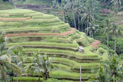 ubud, Bali.  rice terraces