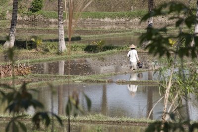 ubud, Bali.  rice paddy