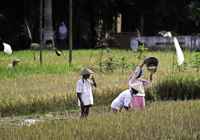 yogyakarta, farming