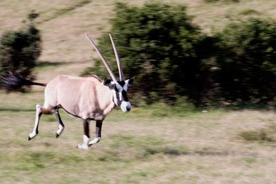 game park, outside Port Elizabeth