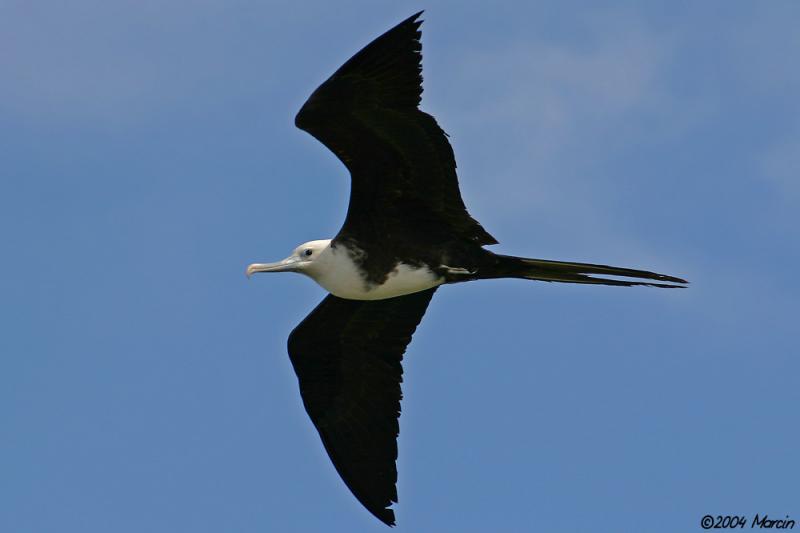 Magnificent Frigatebird - juvenile