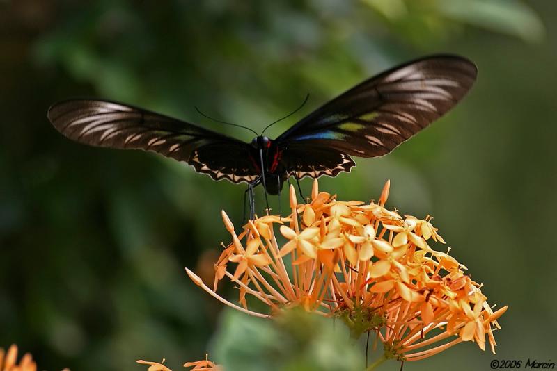Raja Brookes birdwing - female