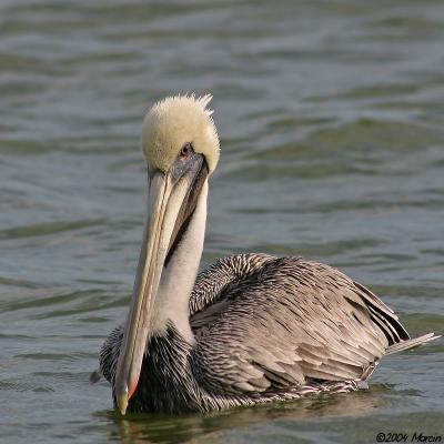 Brown Pelican