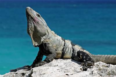 Yucatan - wildlife