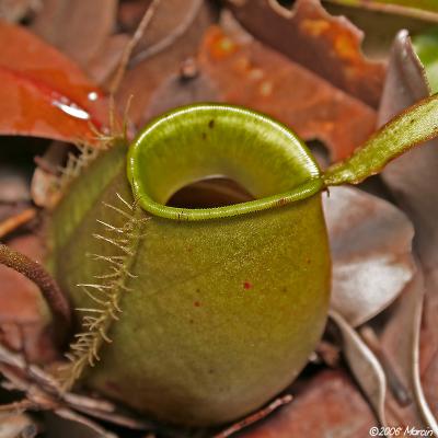 Pitcher Plant