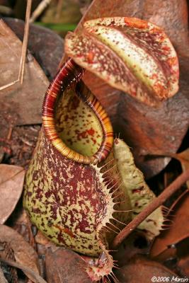 Pitcher Plant