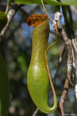 Sarawak - pitcher plants