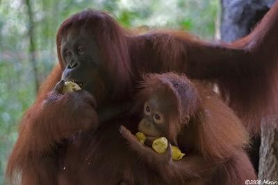 Orangutans - mother with baby