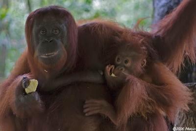 Orangutans - mother with baby