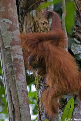 Orangutan - baby