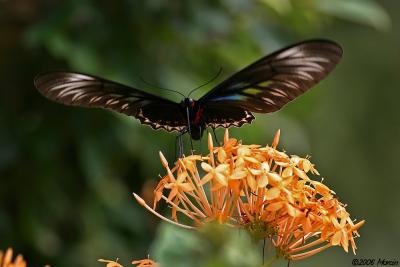 Raja Brooke's birdwing - female