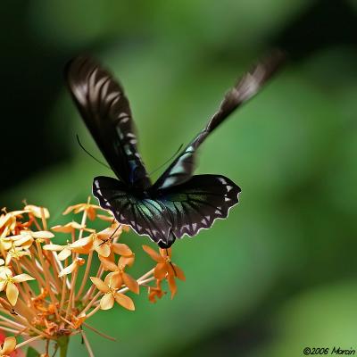 Raja Brooke's birdwing - female