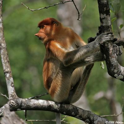 Proboscis Monkey - juvenile male