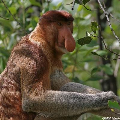 Proboscis Monkey - dominant male