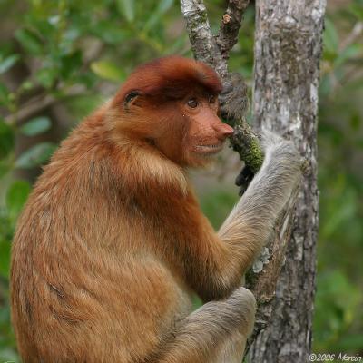 Proboscis Monkey - female