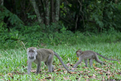Long-Tailed Macaques - mother and baby