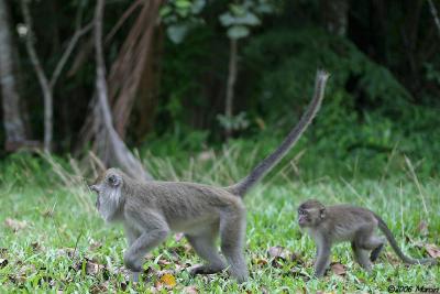 Long-Tailed Macaques - mother and baby