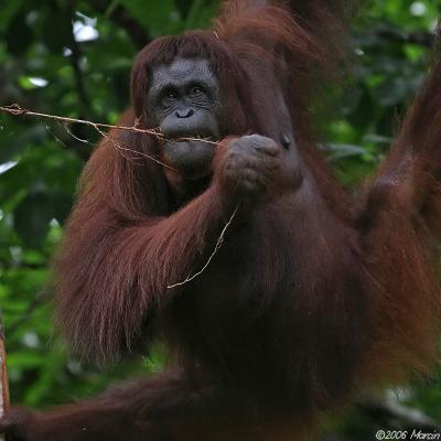 Orangutan - female