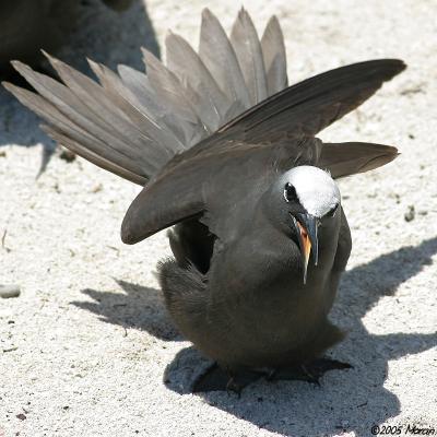 Black Noddy