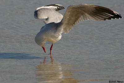 Silver Gull