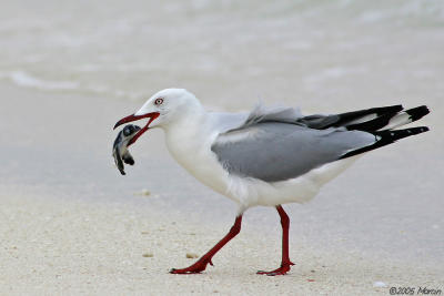 Silver Gull