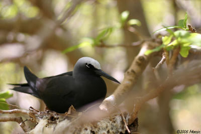 Black Noddy