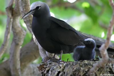 Black Noddy