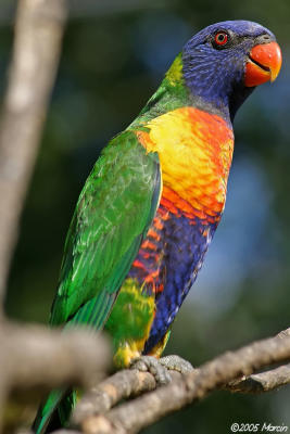 Rainbow Lorikeet