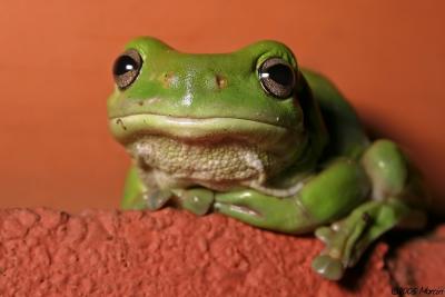 Green Tree Frog