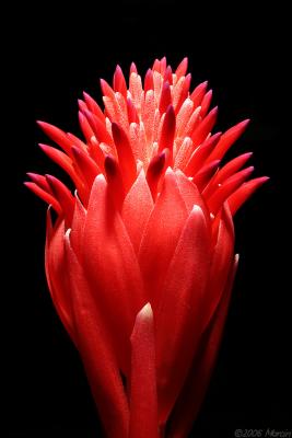 Billbergia pyramidalis 'Summer torch' bromelia