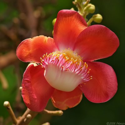 Cannonball Tree, Couroupita guianensis