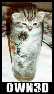 ownedcat.jpg