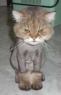 shaved.jpg