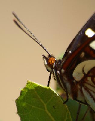 Lorquin's Admiral Butterfly