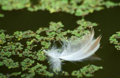 Feather on the Pond