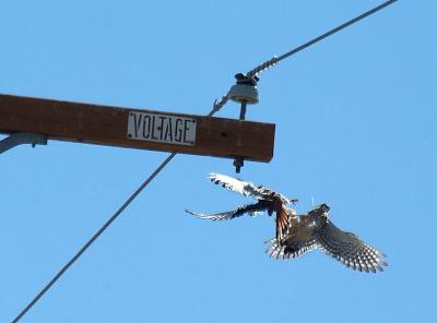 Airborne Battle, American Kestrels